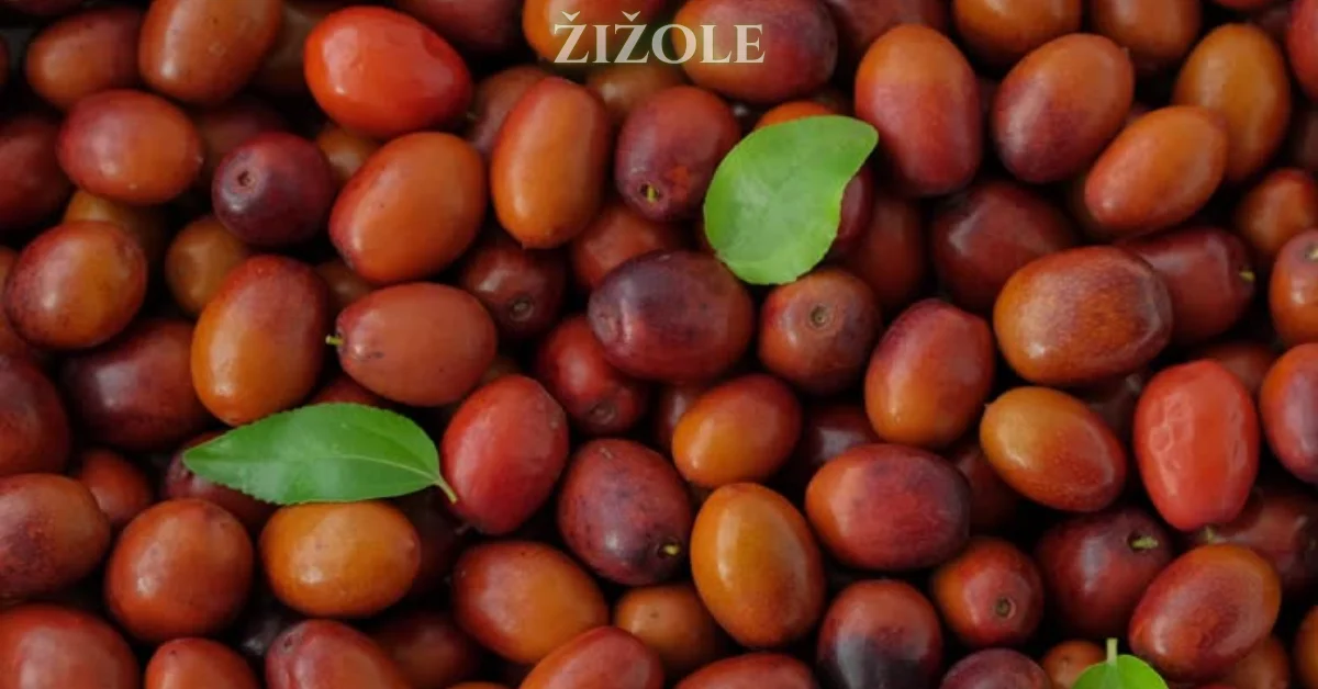 Exploring the Wonders of Žižole: A Deep Dive