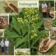 The Wonders of Foenegriek: A Comprehensive Guide to This Ancient Herb
